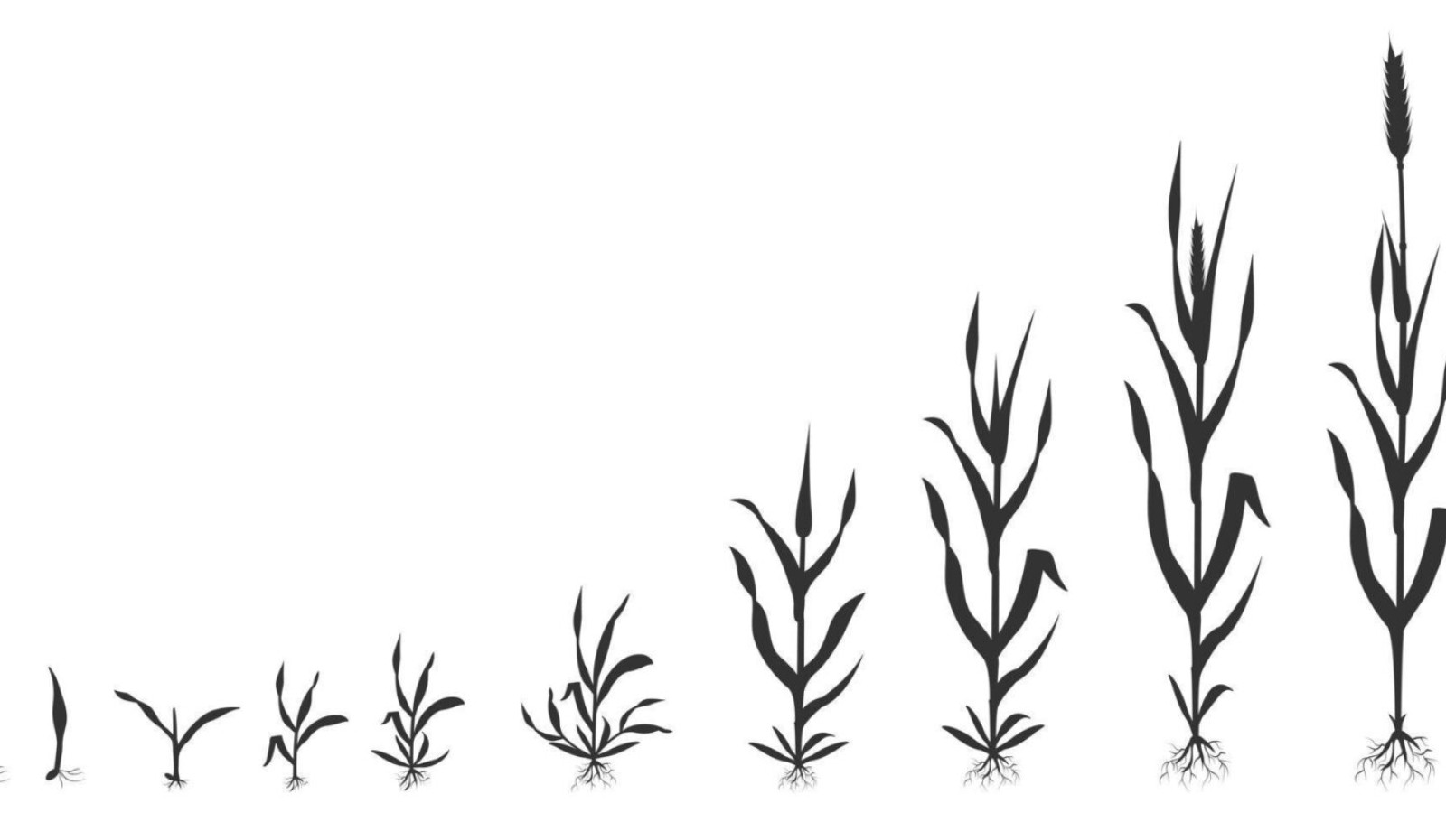 9830646-proces-van-groeiende-tarwe-in-stadia-graan-kieming-infographic-zwart-silhouet-illustratie-vector
