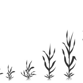 9830646-proces-van-groeiende-tarwe-in-stadia-graan-kieming-infographic-zwart-silhouet-illustratie-vector